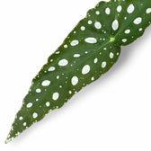 Begonia maculata 'Polka dot' potted plant in nursery pot on white background.