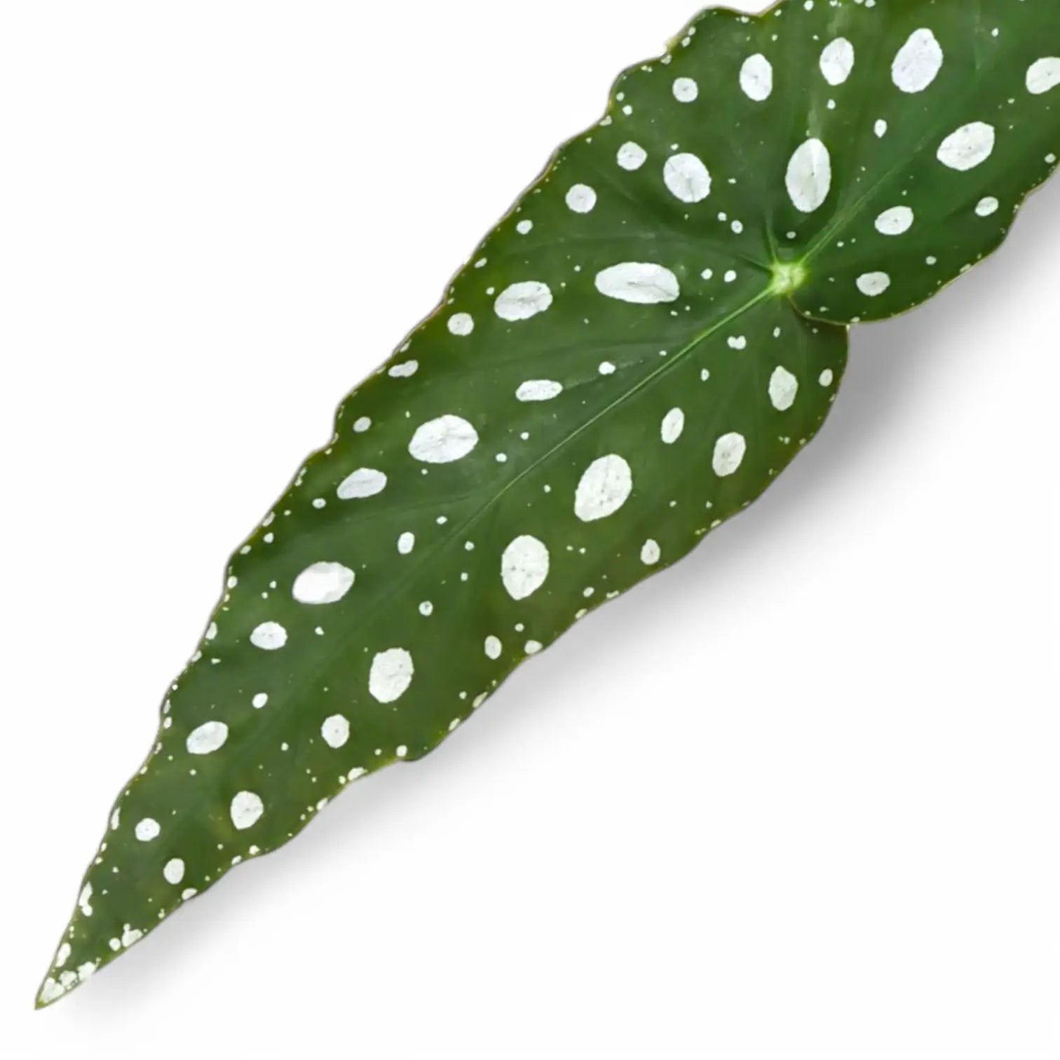 Begonia maculata 'Polka dot' potted plant in nursery pot on white background.