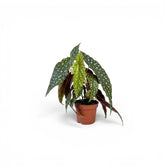 Begonia maculata 'Polka Dot' baby plant in a nursery pot.