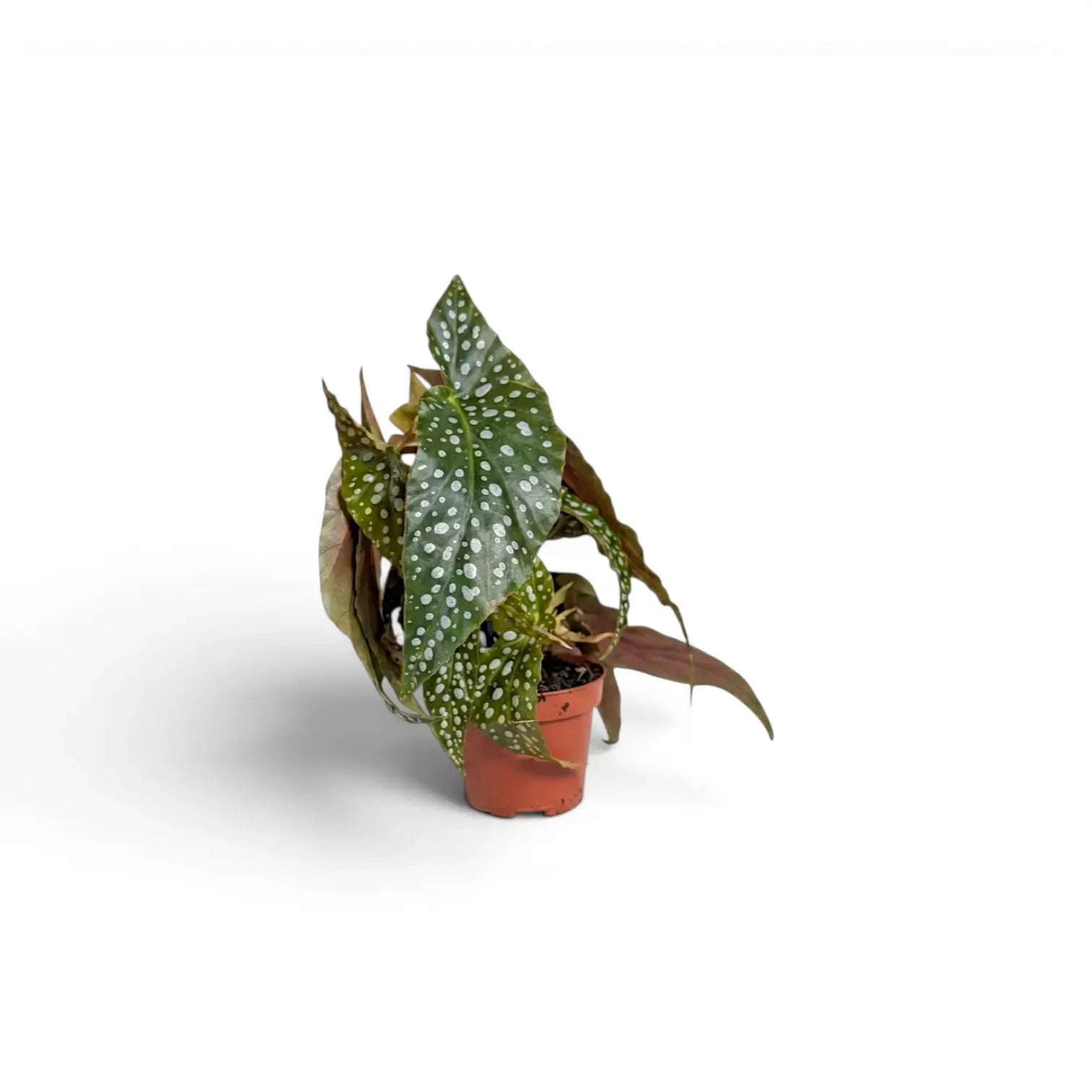 Begonia maculata 'Polka Dot' baby plant in a nursery pot.