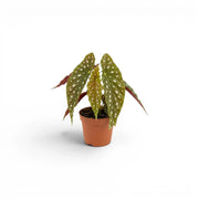 Begonia maculata 'Polka Dot' baby plant in a nursery pot.