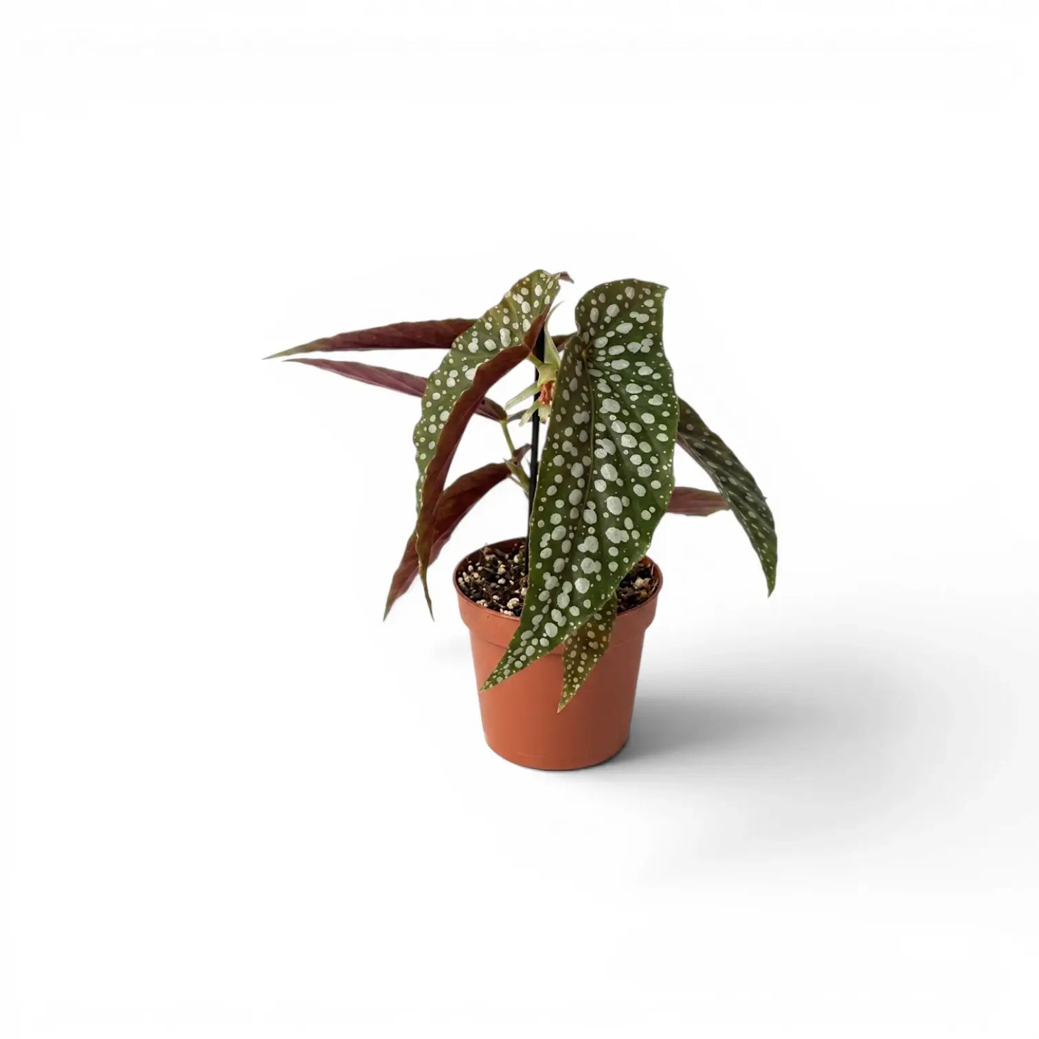 Begonia maculata 'Polka Dot' baby plant in a nursery pot.