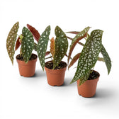 Begonia maculata 'Polka Dot' baby plant in a nursery pot.