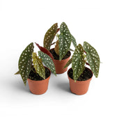 Begonia maculata 'Polka Dot' baby plant in a nursery pot.