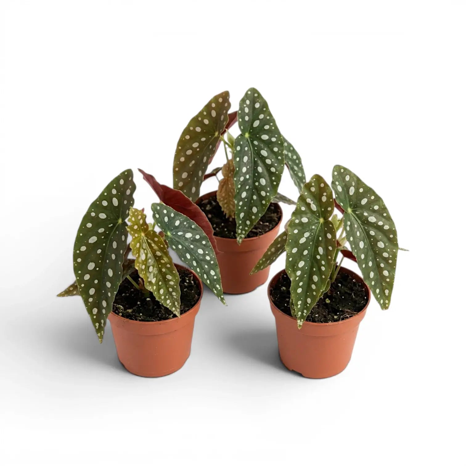 Begonia maculata 'Polka Dot' baby plant in a nursery pot.