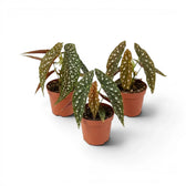 Begonia maculata 'Polka Dot' baby plant in a nursery pot.