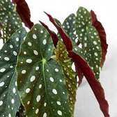 Close-up of Begonia maculata 'Polka Dot' leaves.