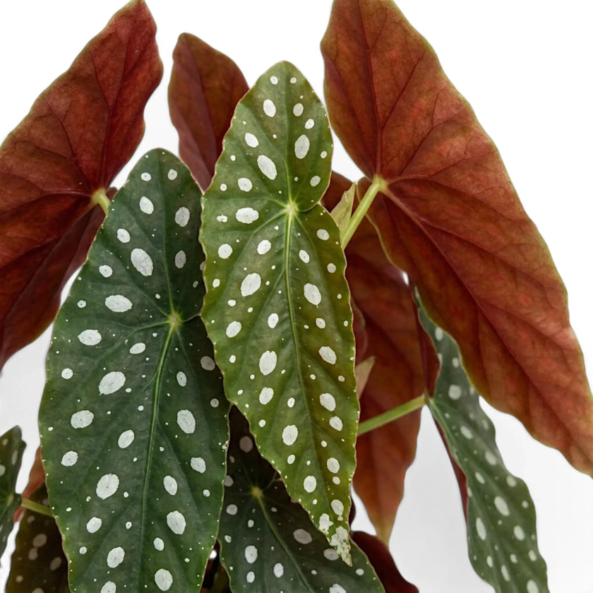 Close-up of Begonia maculata 'Polka Dot' leaves.