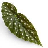 Close-up of Begonia maculata 'Polka Dot' leaves.