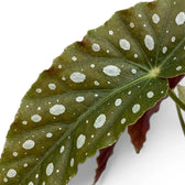 Close-up of Begonia maculata 'Polka Dot' leaves.