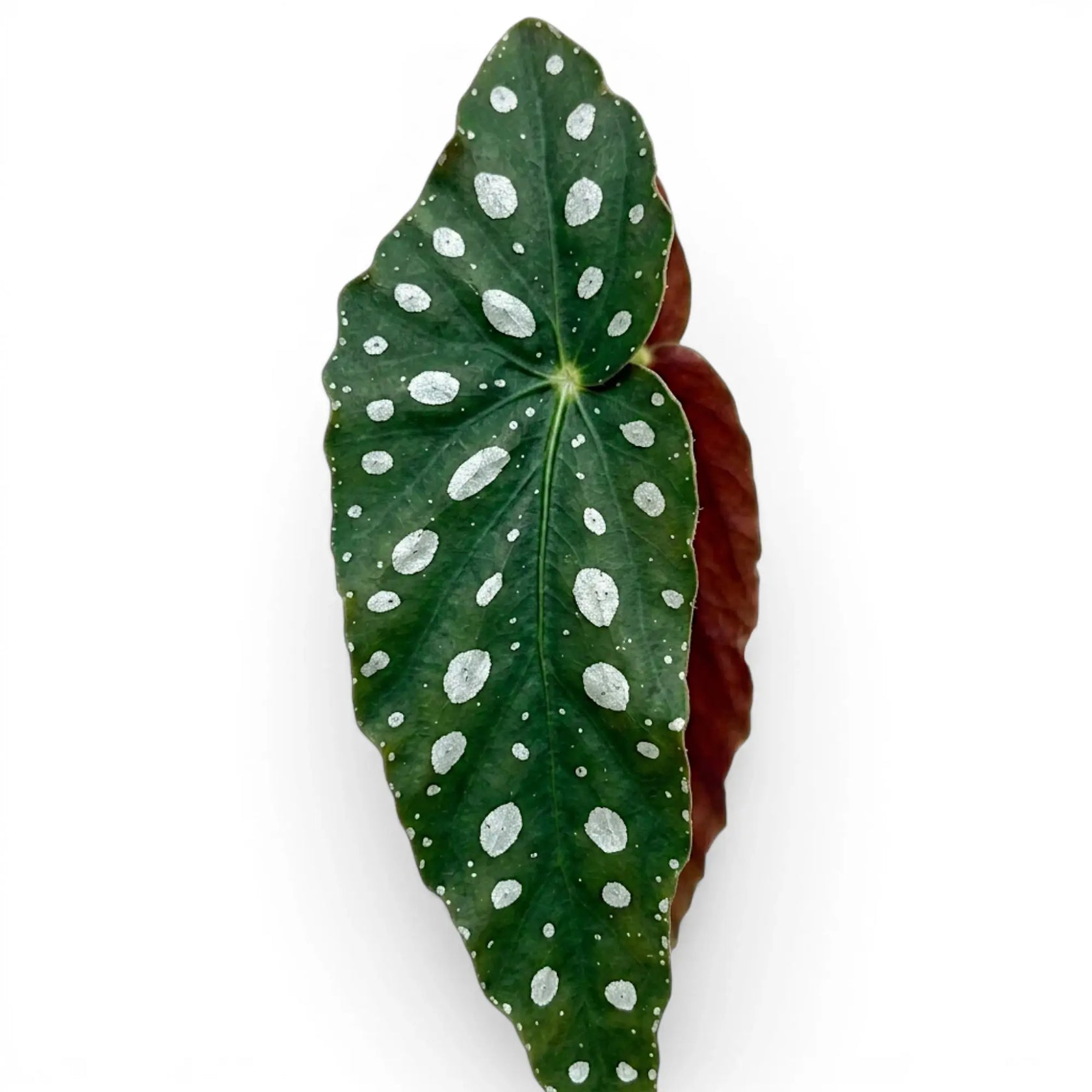 Close-up of Begonia maculata 'Polka Dot' leaves.