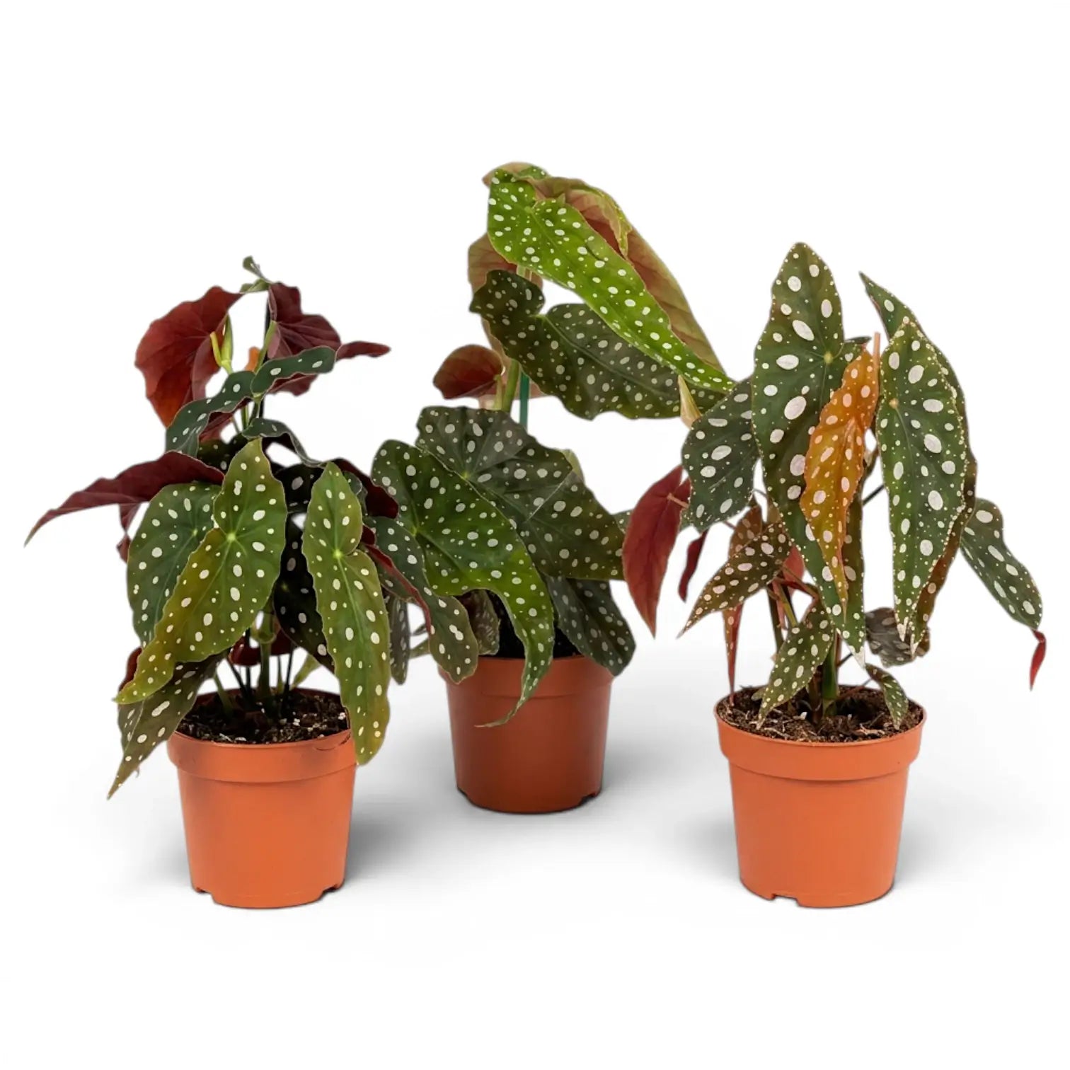 Begonia maculata 'Polka Dot' plant in a nursery pot.