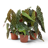 Begonia maculata 'Polka Dot' plant in a nursery pot.