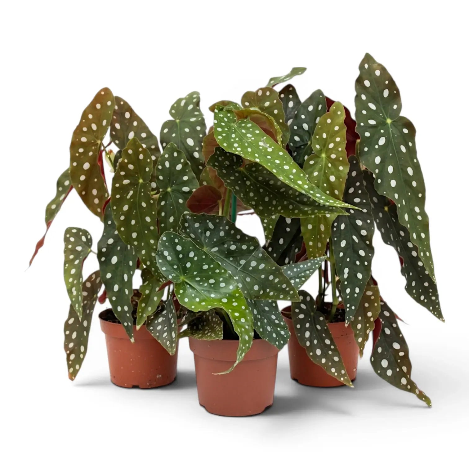 Begonia maculata 'Polka Dot' plant in a nursery pot.