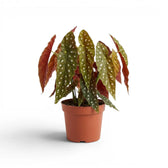 Begonia maculata 'Polka Dot' plant in a nursery pot.