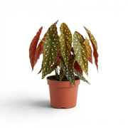 Begonia maculata 'Polka Dot' plant in a nursery pot.