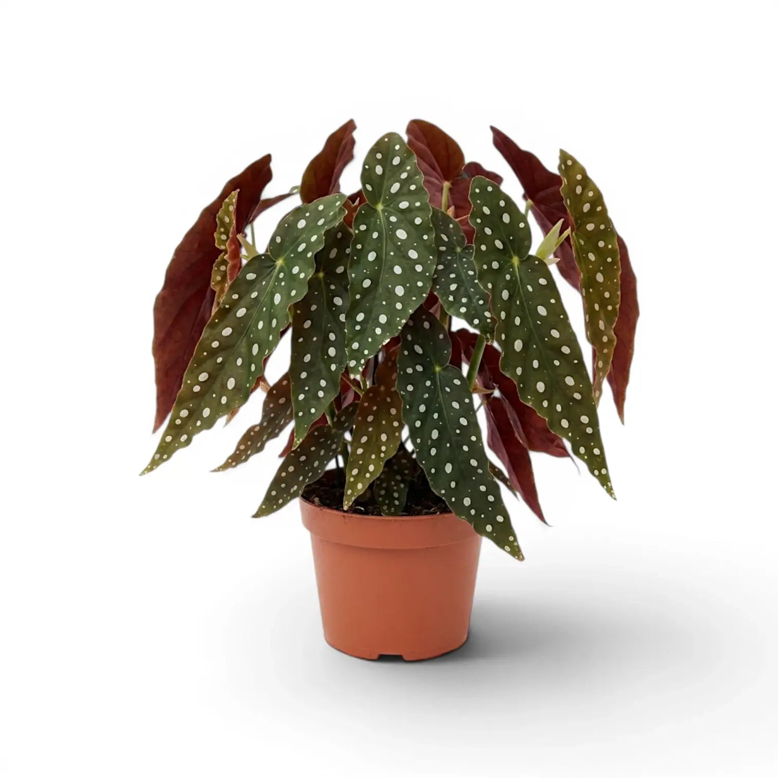Begonia maculata 'Polka Dot' plant in a nursery pot.