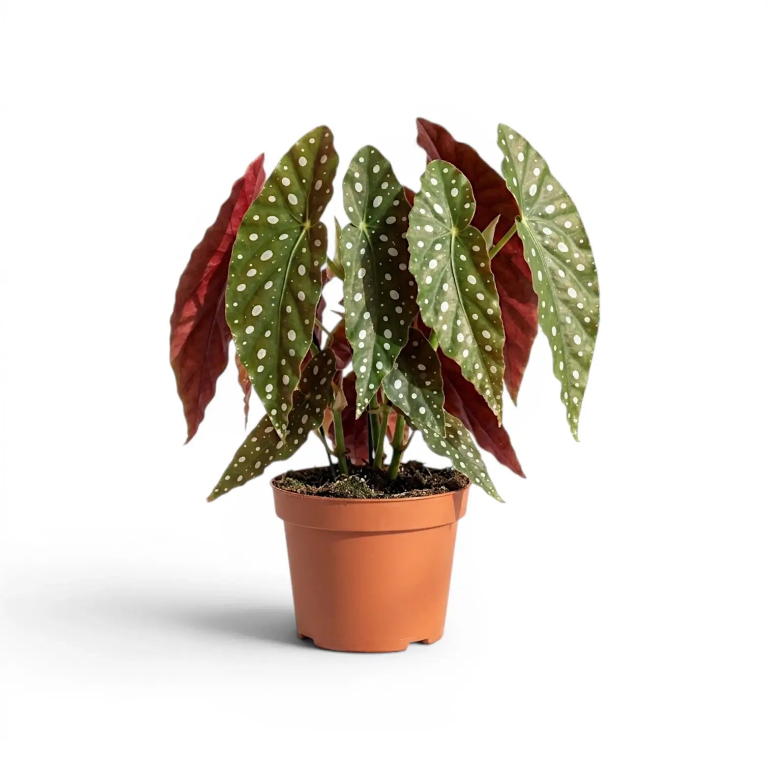 Begonia maculata 'Polka Dot' plant in a nursery pot.