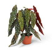 Begonia maculata 'Polka Dot' plant in a nursery pot.