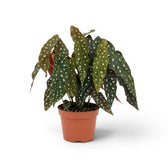 Begonia maculata 'Polka Dot' plant in a nursery pot.