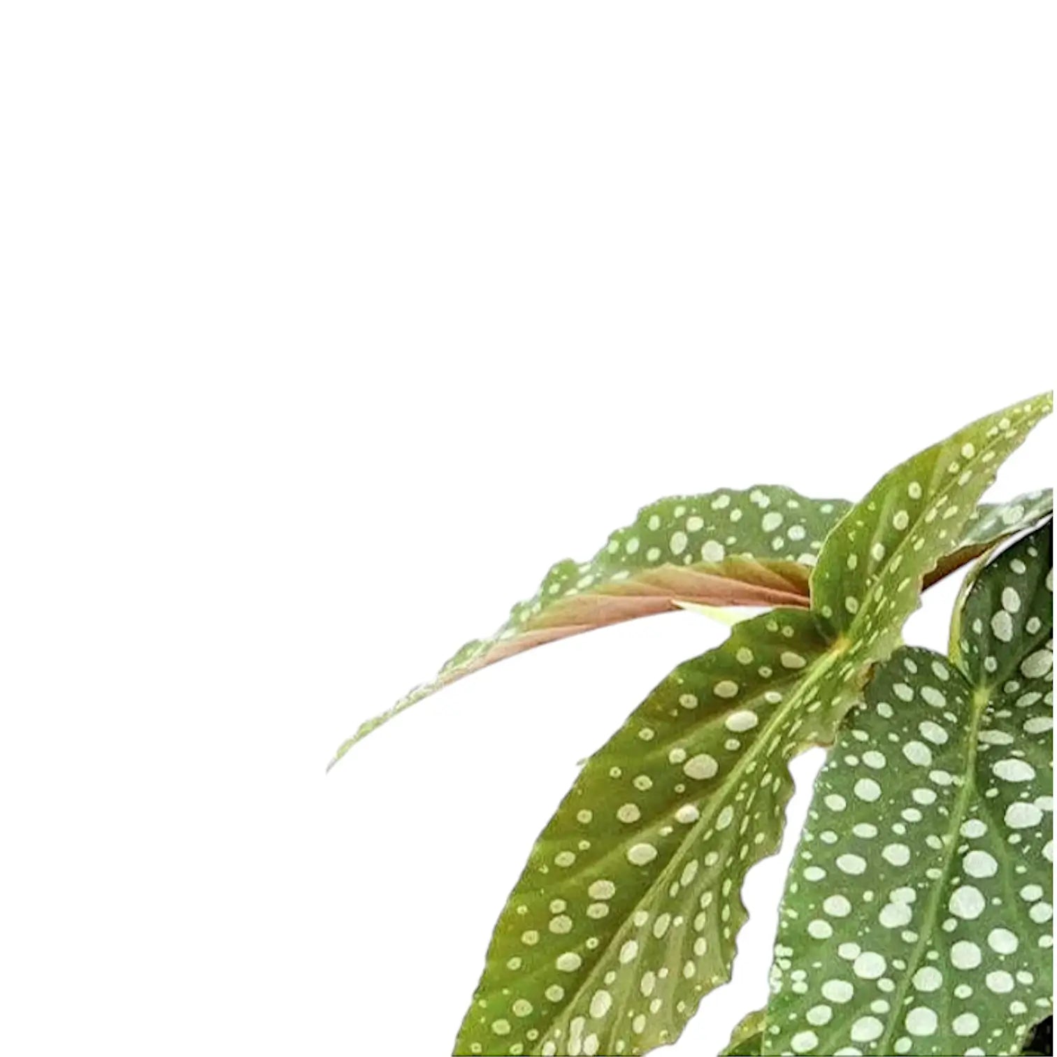 Begonia maculata 'White Ice' aka 'Cane Hotspot' leaf close-up on white background.