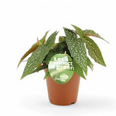Begonia maculata 'White Ice' aka 'Cane Hotspot' potted plant in nursery pot on white background.