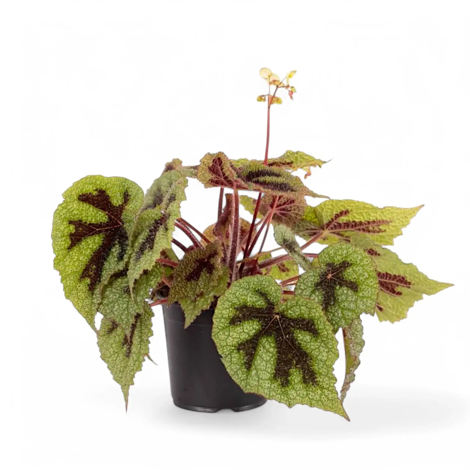 Begonia masoniana 'Iron Cross' potted plant in nursery pot on white background.