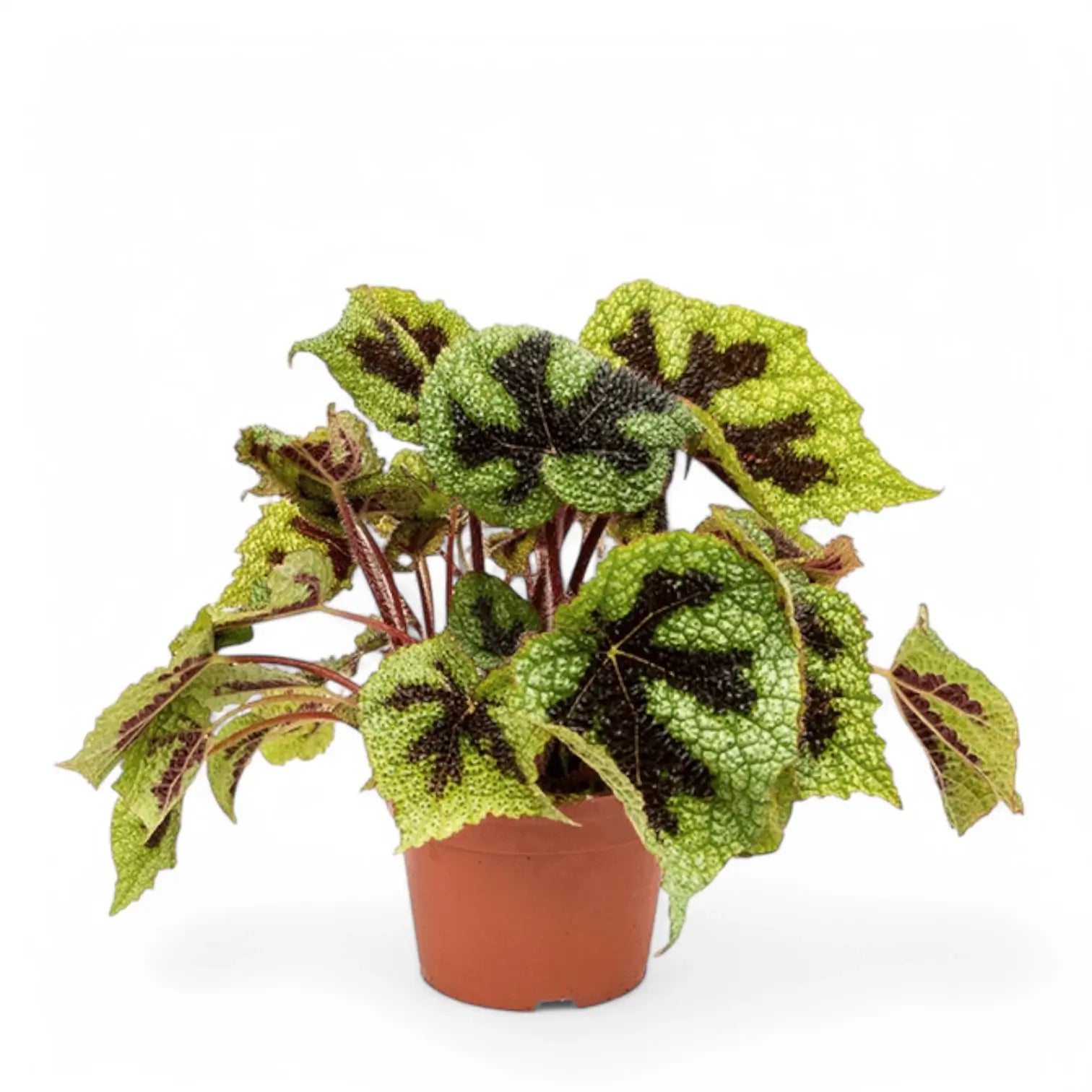 Begonia masoniana 'Iron Cross' potted plant in nursery pot on white background.