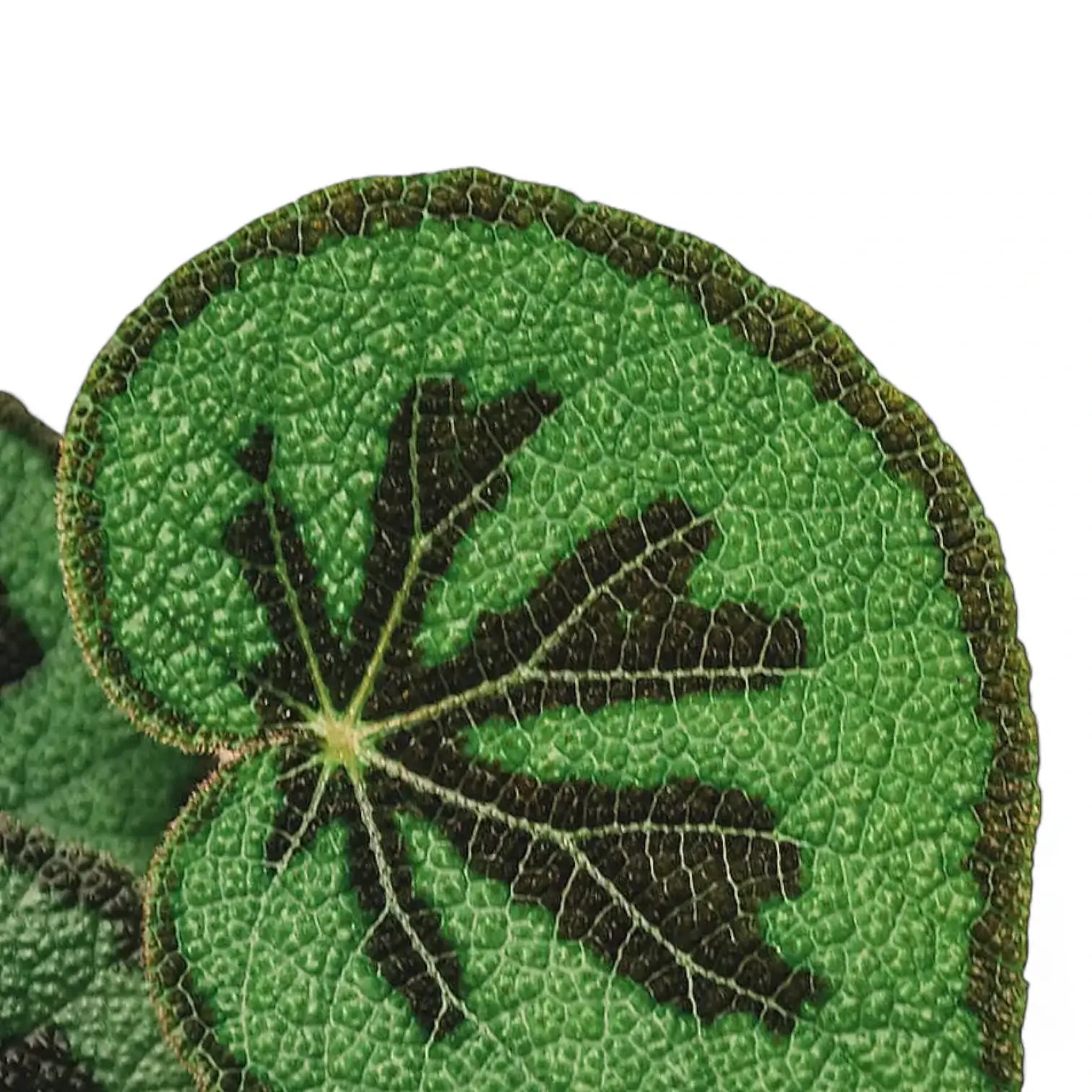 Begonia masoniana 'Mountain' leaf detail on white background.