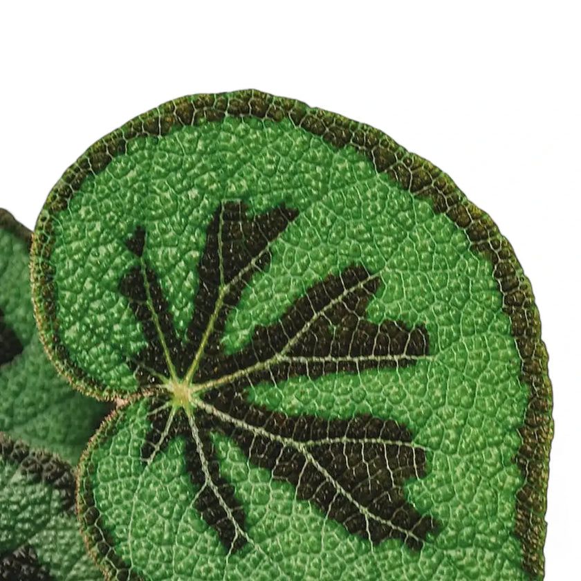 Begonia masoniana 'Mountain' – Blattdetail vor weißem Hintergrund..