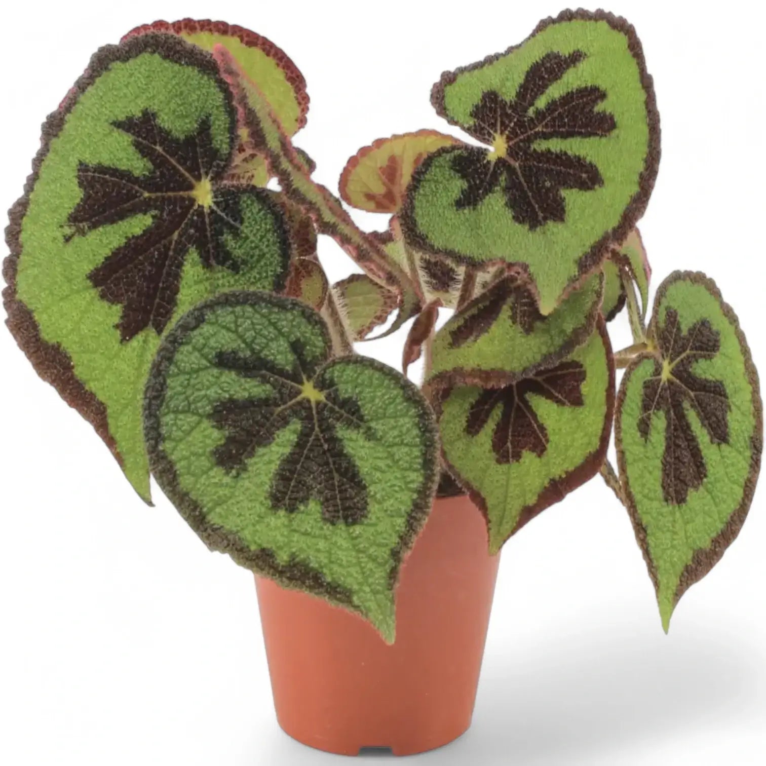Begonia masoniana 'Mountain' potted plant in nursery pot on white background.