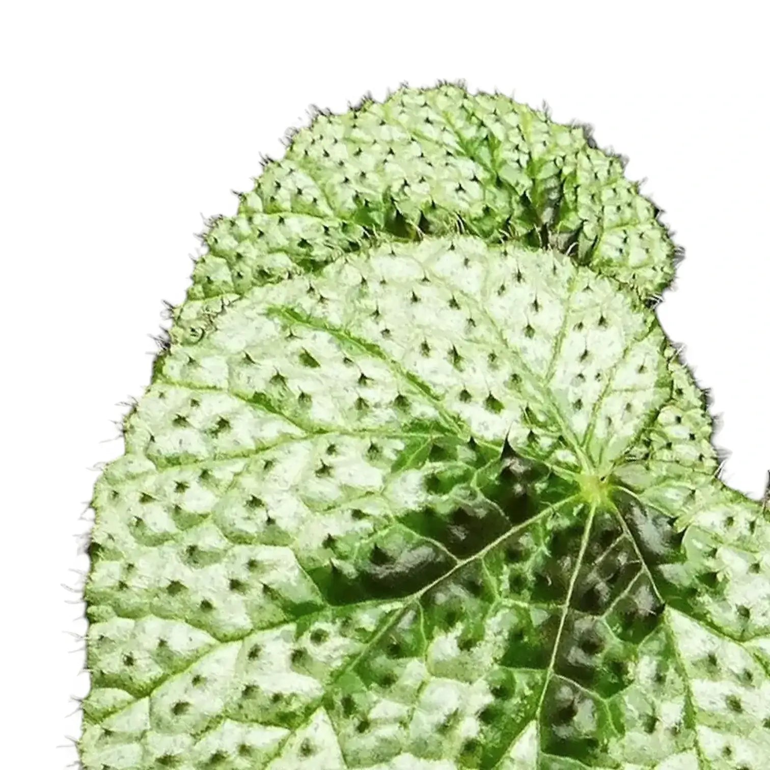 Begonia masoniana 'Tricolor' leaf close-up on white background.