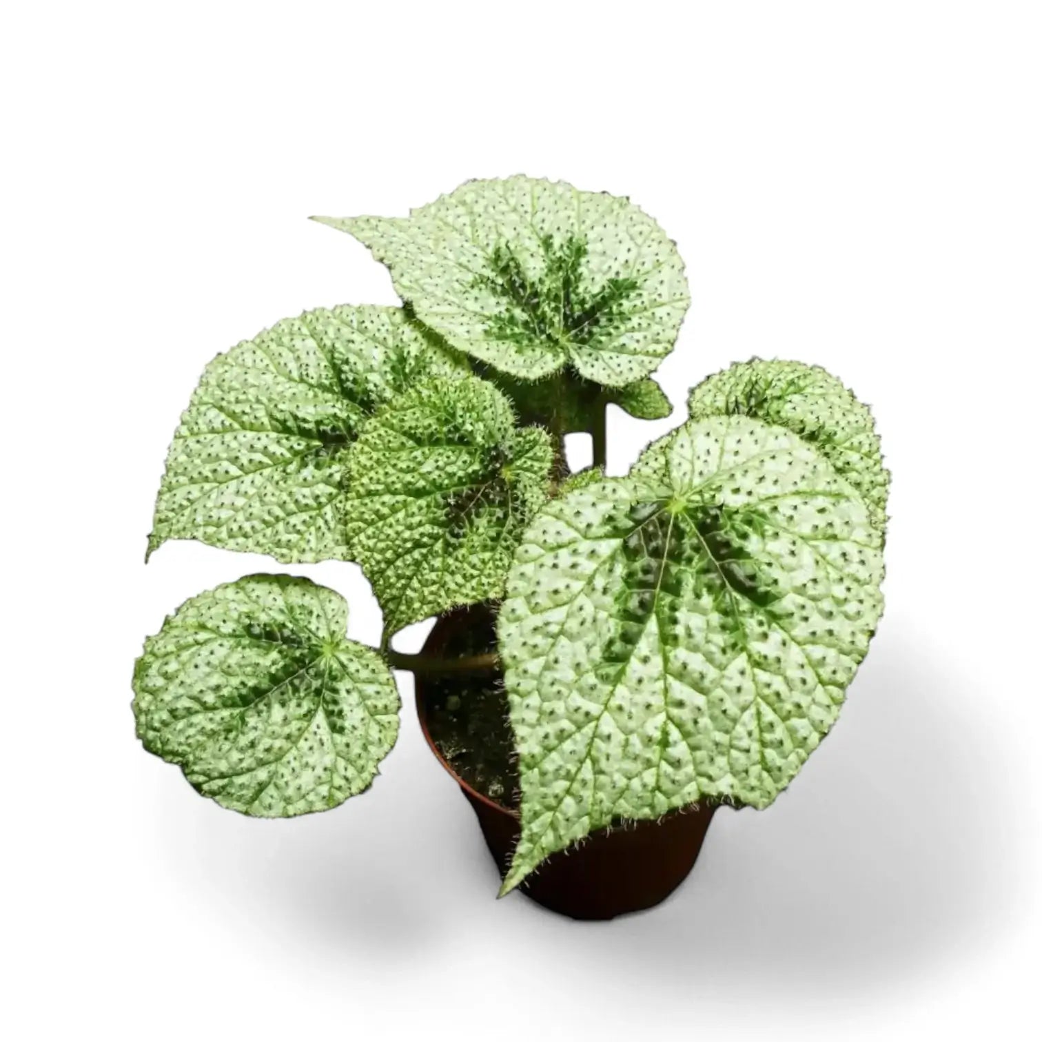 Begonia masoniana 'Tricolor' potted plant in nursery pot on white background.