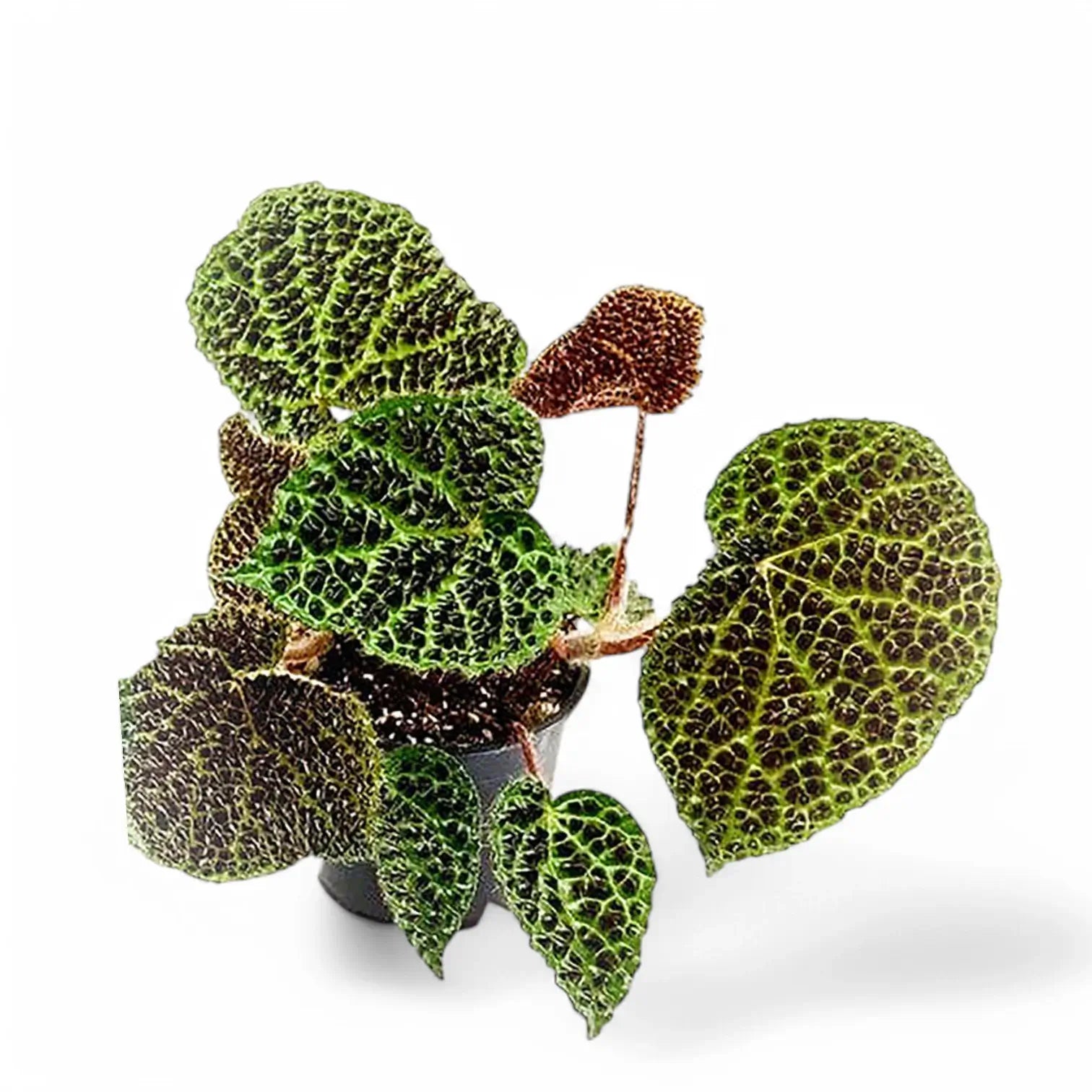 Begonia melanobullata potted plant in nursery pot on white background.