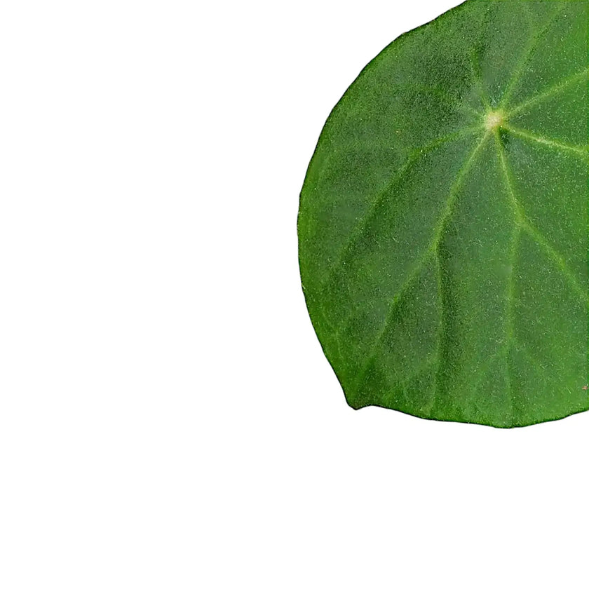 Begonia peltata – Blattdetail vor weißem Hintergrund..