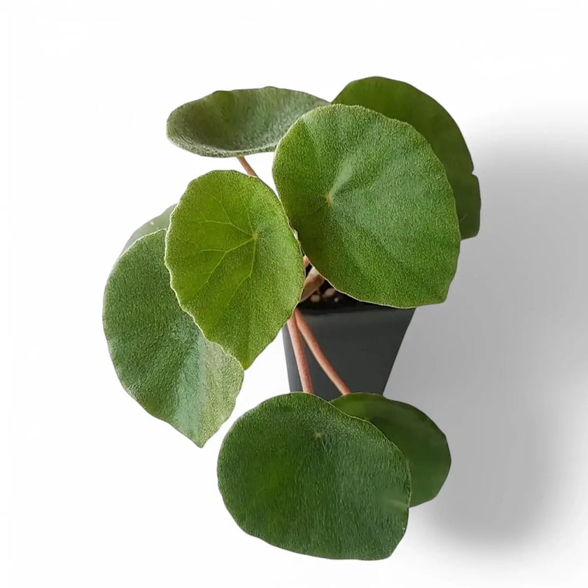 Begonia peltata potted plant in nursery pot on white background.