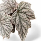 Begonia 'Pink Minx' leaf detail on white background.