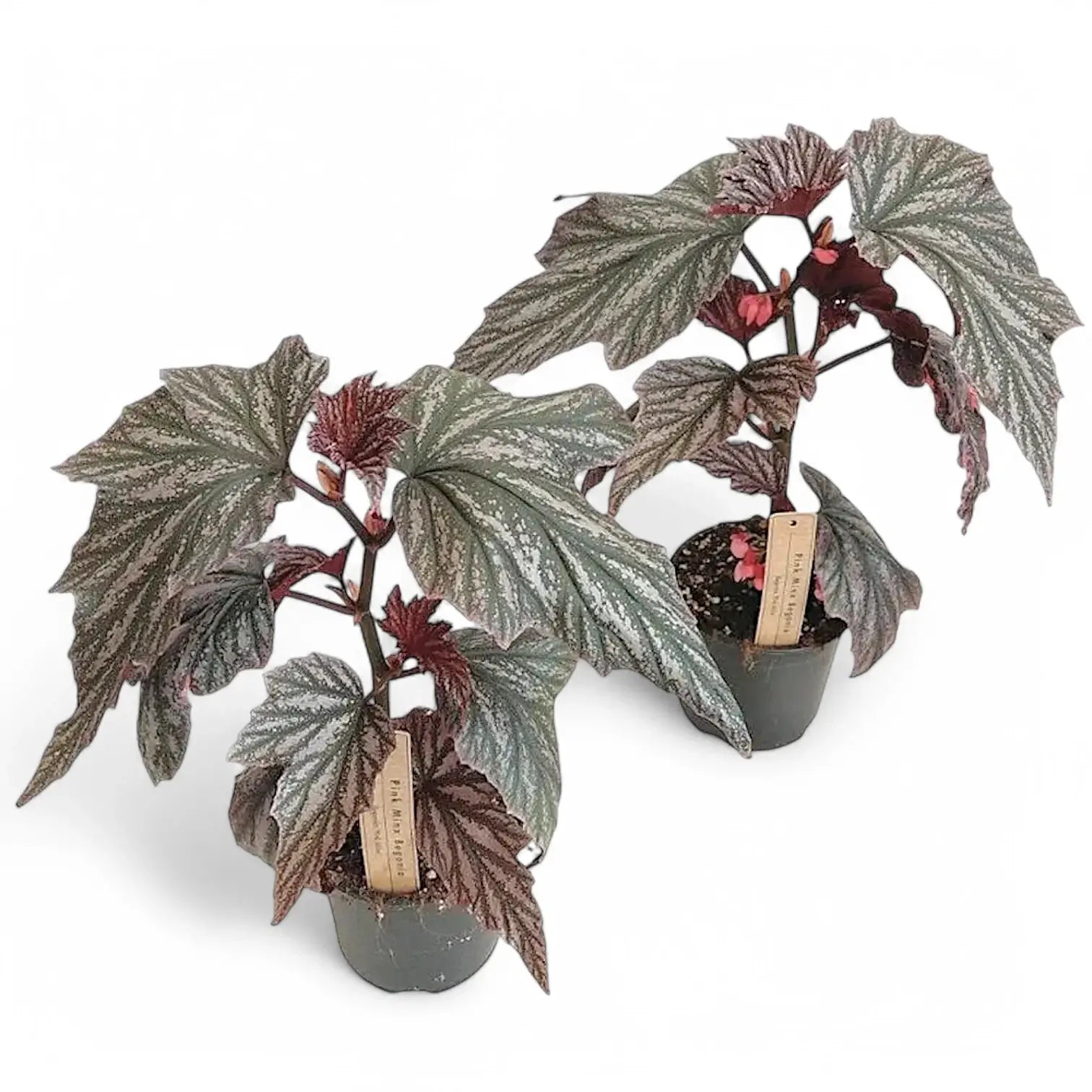 Begonia 'Pink Minx' potted plant in nursery pot on white background.