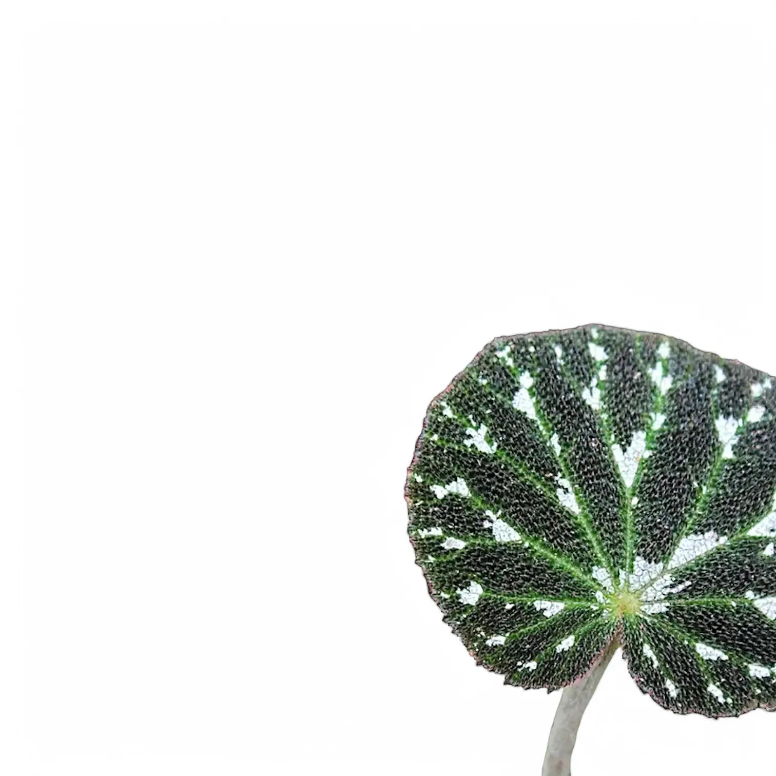 Begonia pustulata leaf detail on white background.