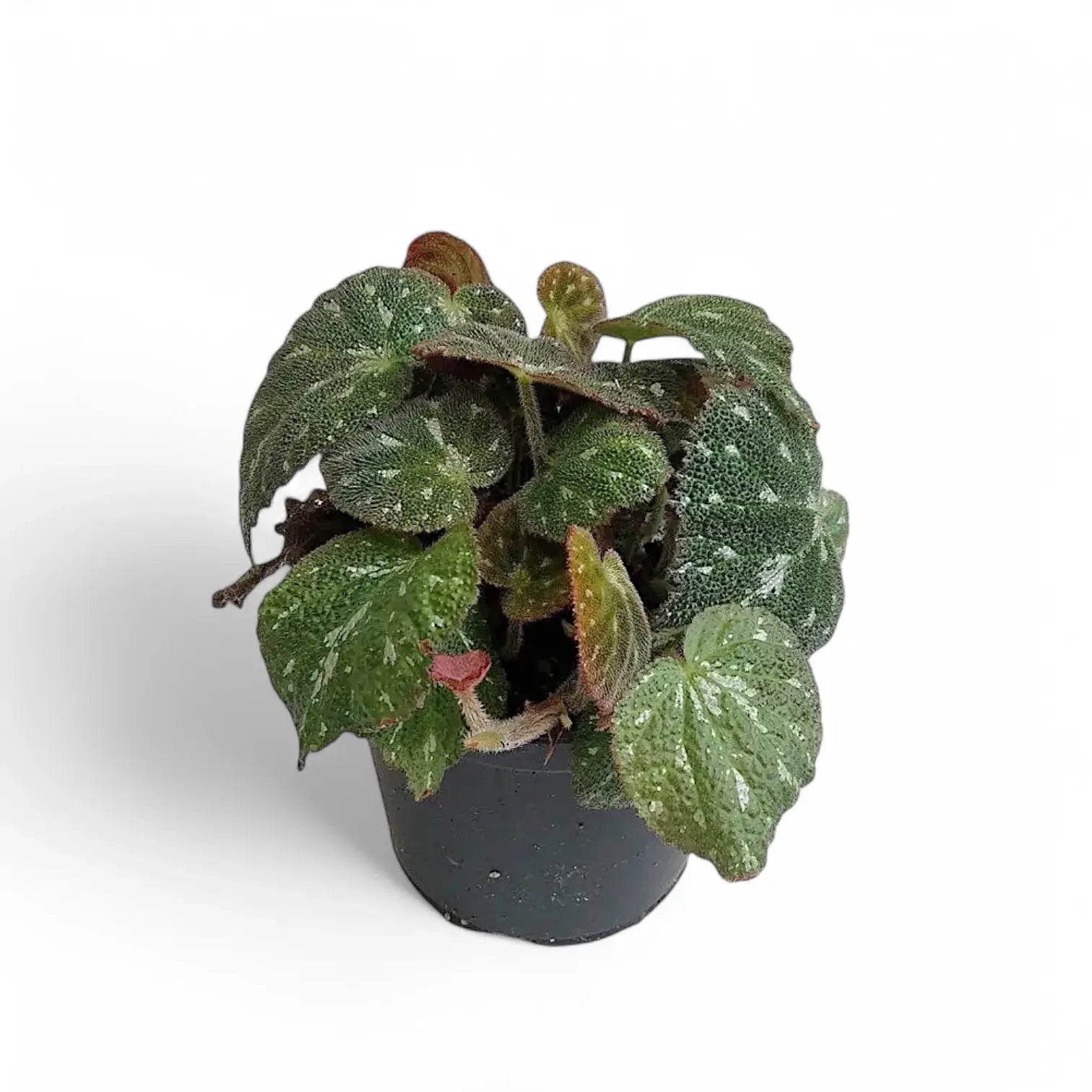 Begonia pustulata potted plant in nursery pot on white background.