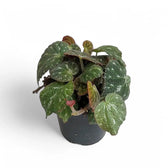 Begonia pustulata potted plant in nursery pot on white background.