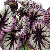 Close-up of Begonia ‘Fireworks’ silver-green leaves with dark markings