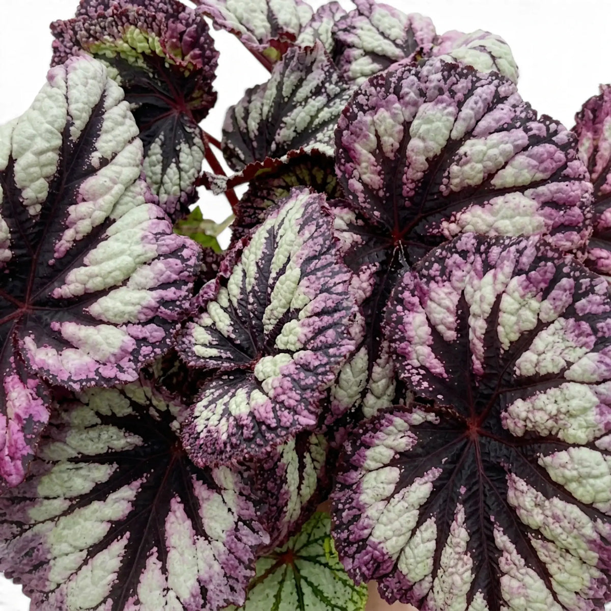 Close-up of Begonia ‘Fireworks’ silver-green leaves with dark markings