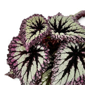 Close-up of Begonia ‘Fireworks’ silver-green leaves with dark markings