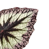 Close-up of Begonia ‘Fireworks’ silver-green leaves with dark markings