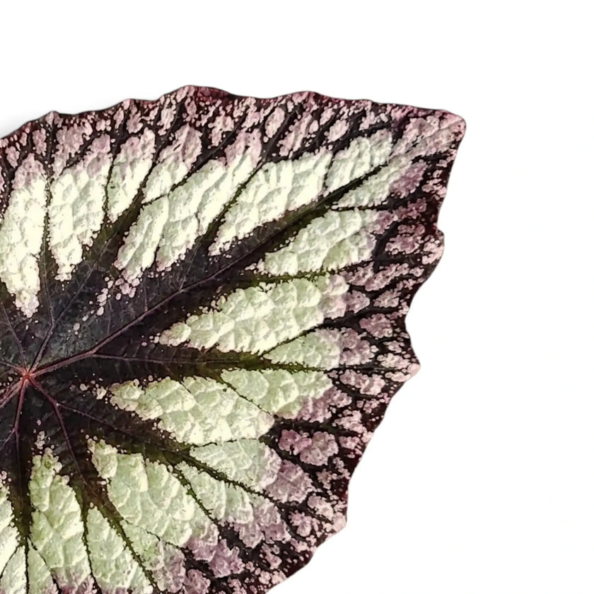 Close-up of Begonia ‘Fireworks’ silver-green leaves with dark markings