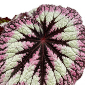 Close-up of Begonia ‘Fireworks’ silver-green leaves with dark markings
