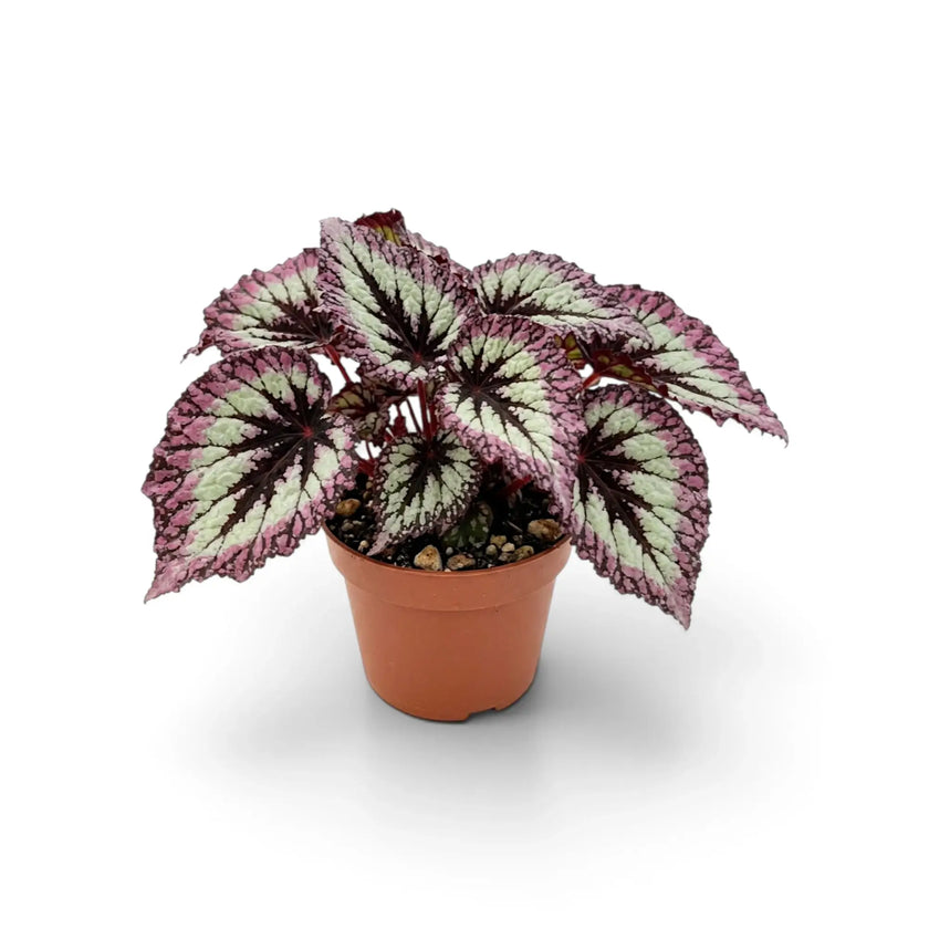 Begonia ‘Fireworks’ in a nursery pot, showing silver-green leaves with dark markings