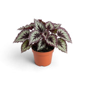 Begonia ‘Fireworks’ in a nursery pot, showing silver-green leaves with dark markings