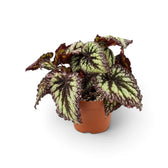 Begonia ‘Fireworks’ in a nursery pot, showing silver-green leaves with dark markings